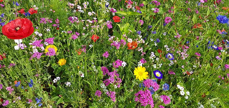 Wildblumenwiese