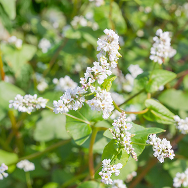 Weiße Buchweizenblüten 