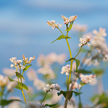 Eine Blüte des Buchweizen