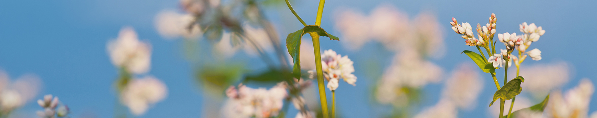 Buchweizen Blüten vor blauem Himmel