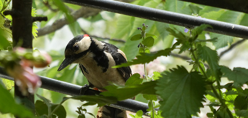 Buntspecht auf Schattlings Bio-Balkon