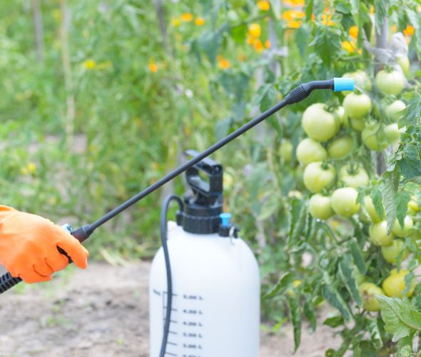 Tomaten werden gespritzt 