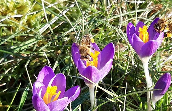 Die cosnova Patenbienen sammeln Nektar und Pollen an Krokussen