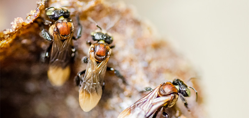 Stachellose Wildbienen in Brasilien