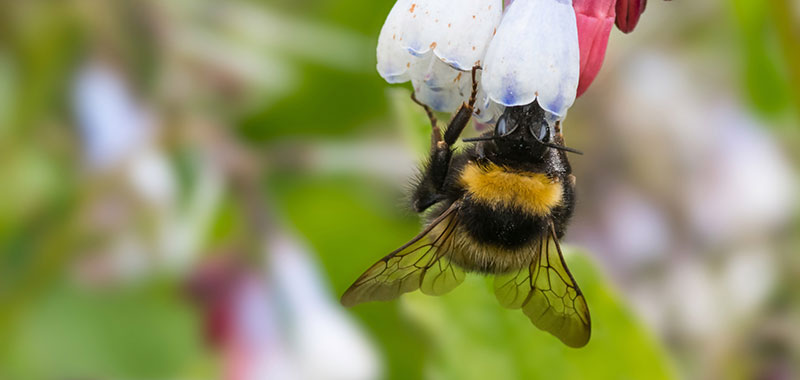 Dunkle Erdhummel