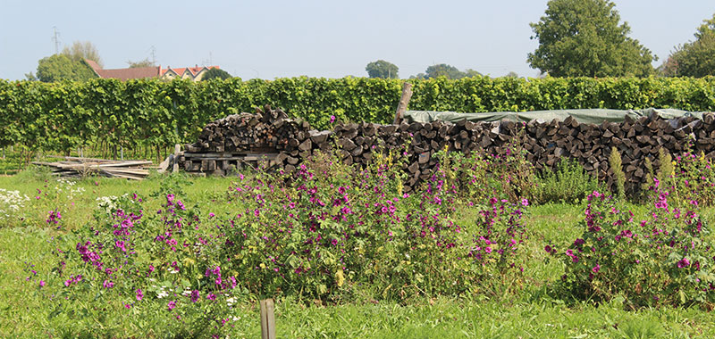 Blumen auf Eh da Flächen