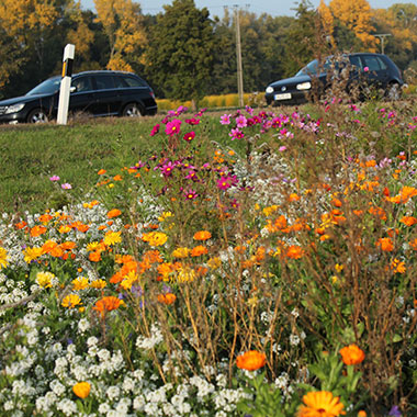 Eh da Flächen Blumeninsel