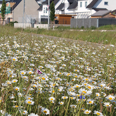 Eh da Flächen Blumenwiese