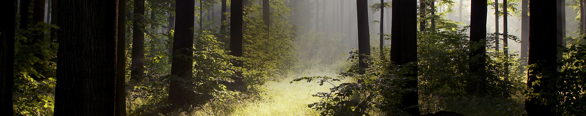 Lichtung in Eichenwald im Sonnenlicht