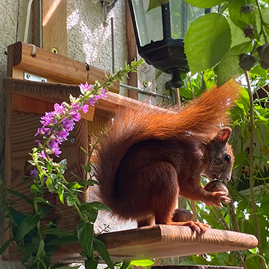 Ein Eichhörnchen auf dem Balkon