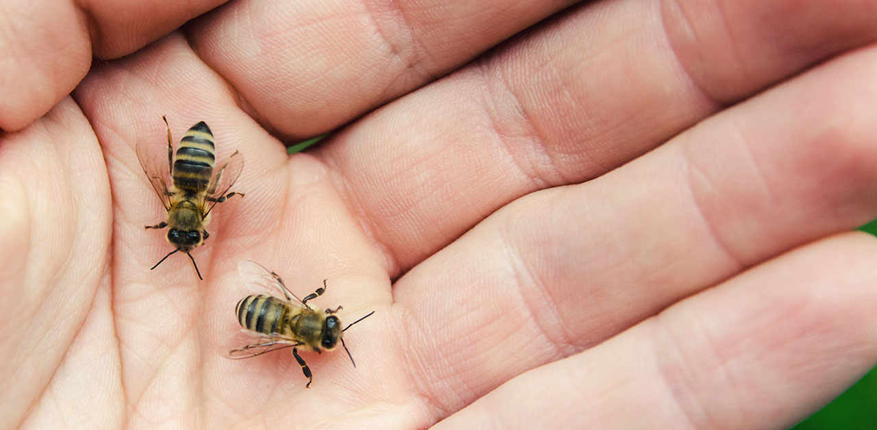 Zwei Bienen auf einer Hand