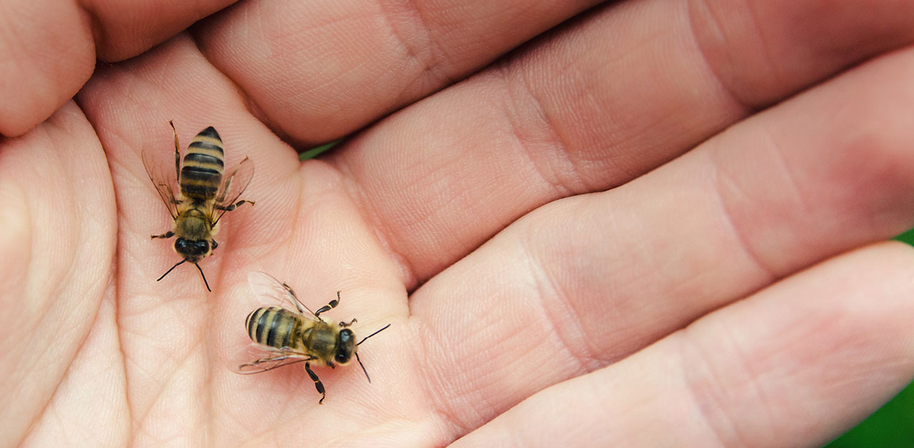 Zwei Bienen auf der Hand Innenfläche