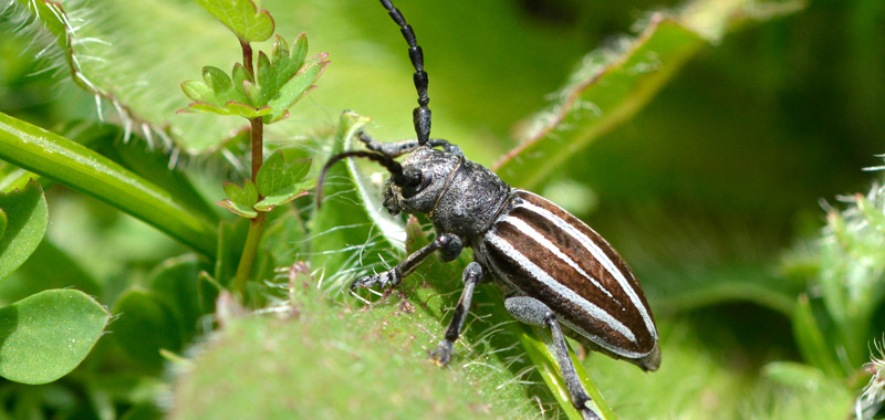 Erdbock