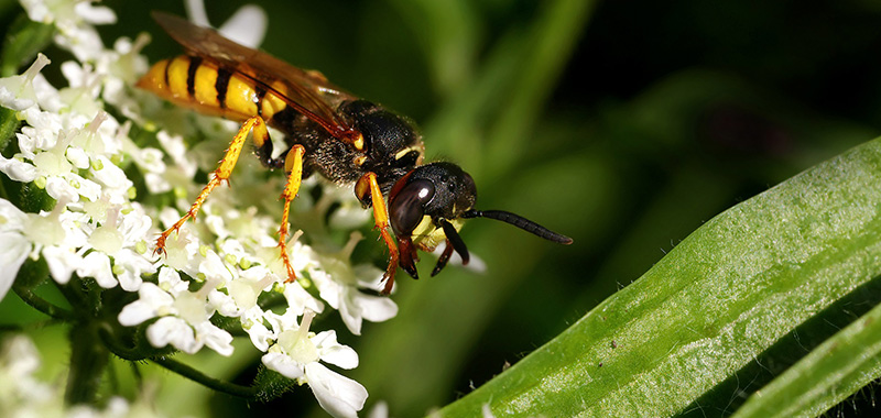 Europäischer Bienenwolf