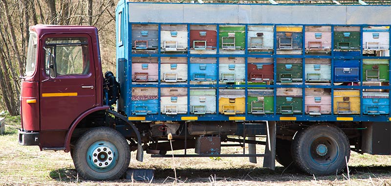 Wanderimkerei mit Bienenkästen