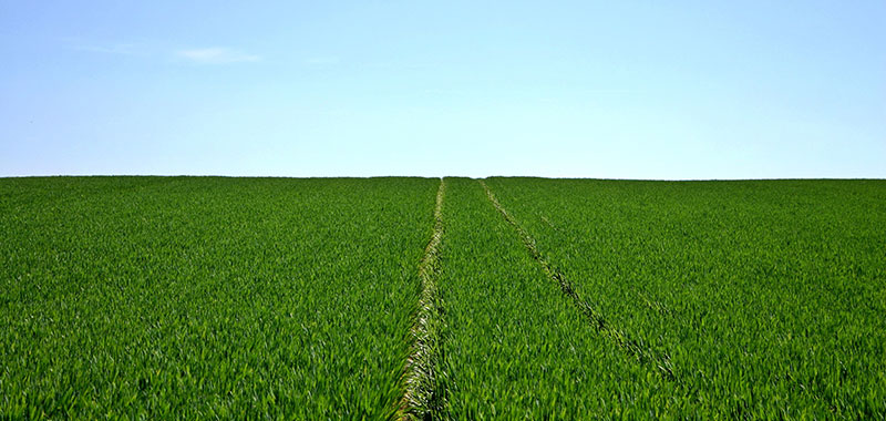 Grünes Feld