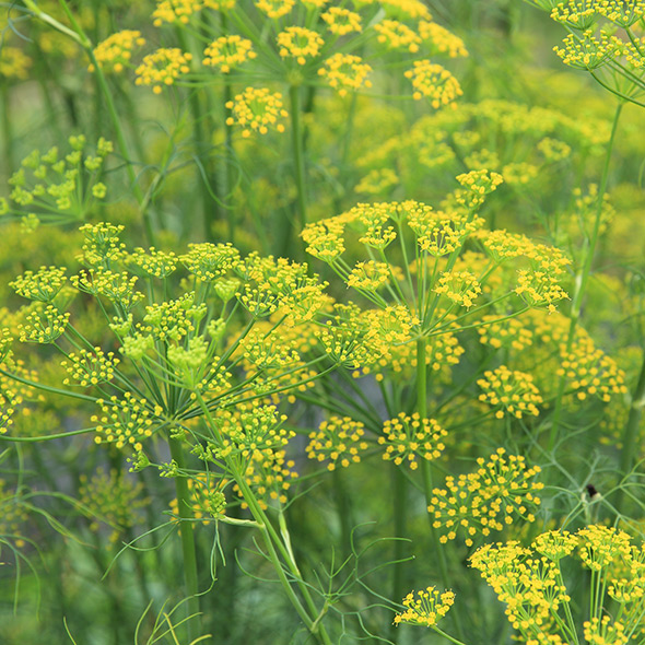 Fenchelblüten im Grünen