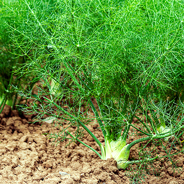 Fenchel auf einem Feld