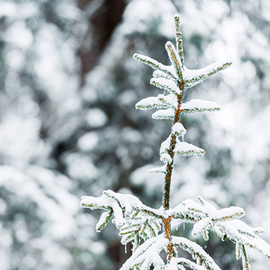 Fichtenzweig mit Schnee bedeckt