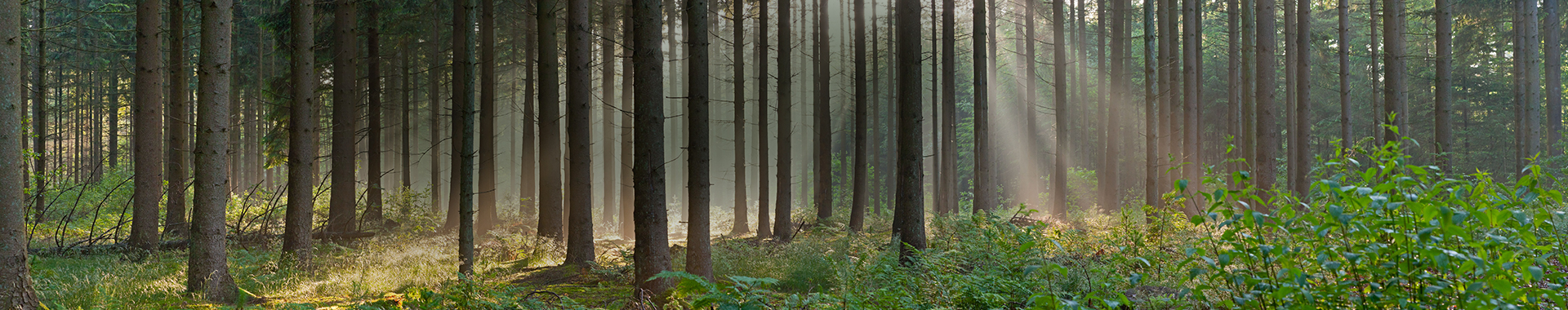 Fichtenwald mit Sonnenstrahlen