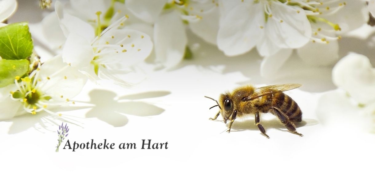 Die Firmenbienen der Apotheke am Hart