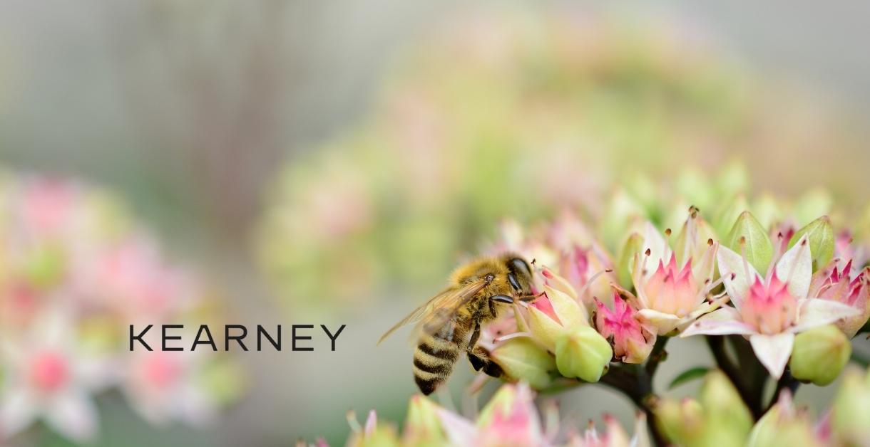 Kearney Bienenpatenschaft