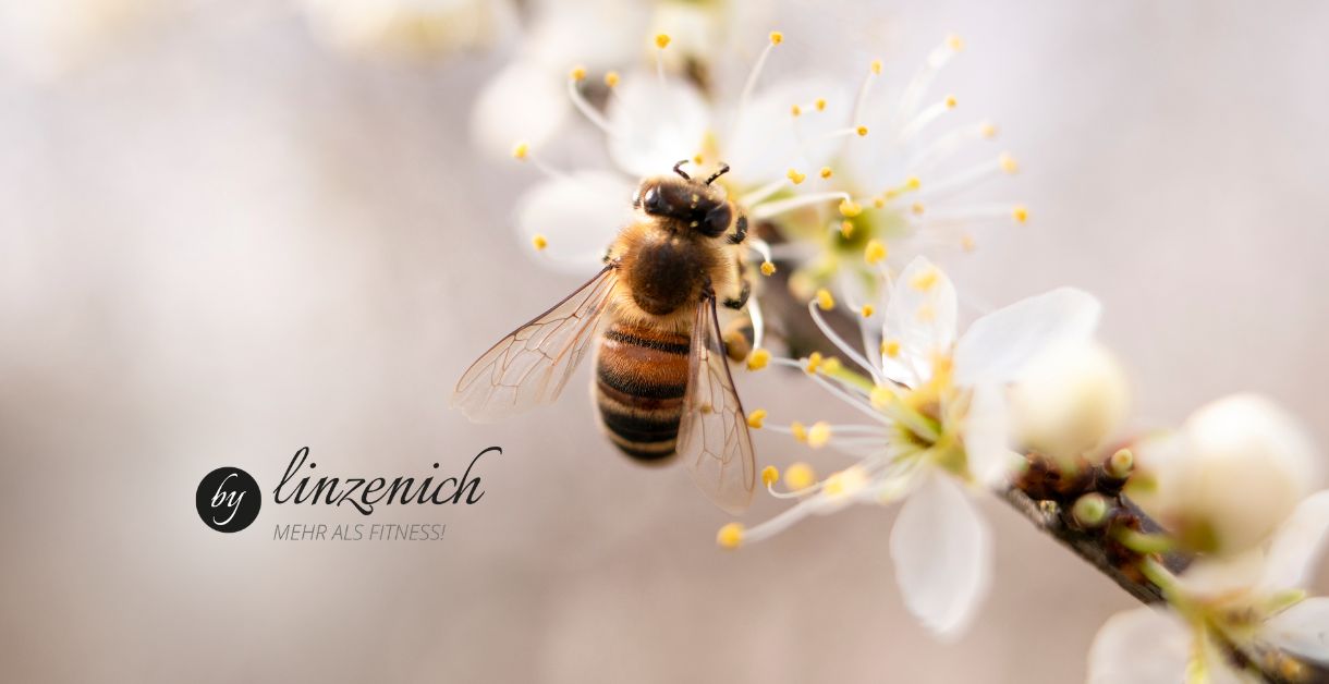 Die Firmenbienen der LinzenichGruppe