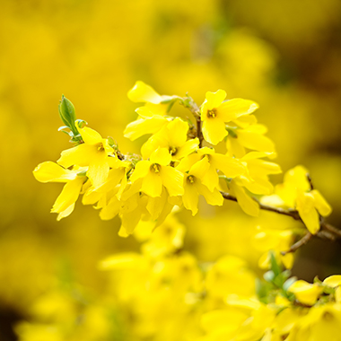 Blüte der Forythie