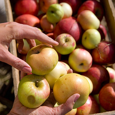 Frische Äpfel für den Apfelessig