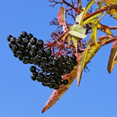Fruchtreife schwarzer Holunder