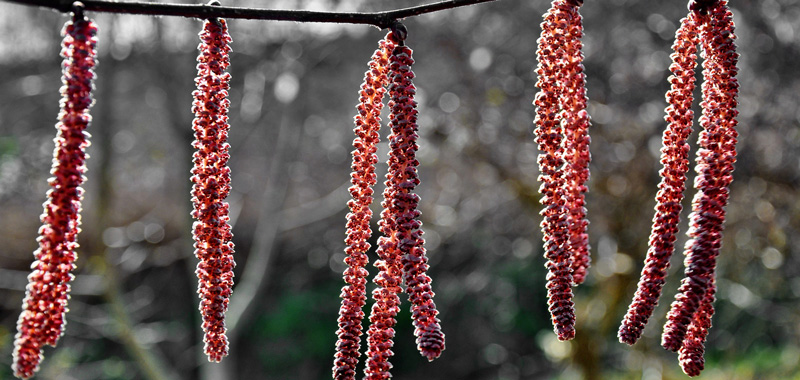 Frühling