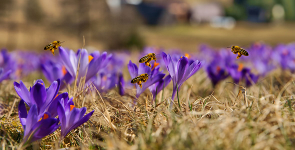Frühlingskrokusse mit Bienen