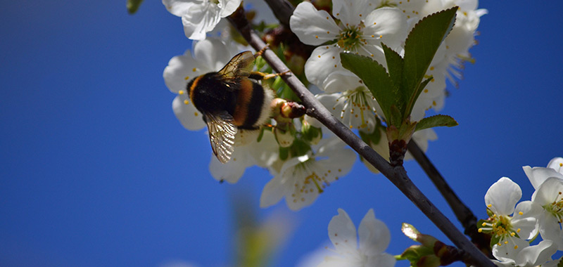 Gartenhummel