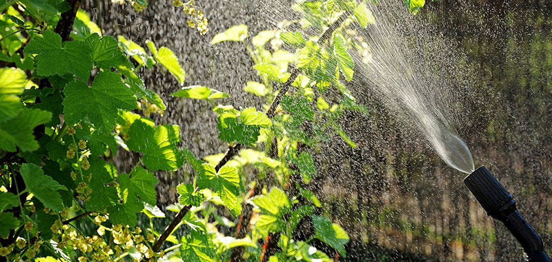 Pflanzen werden mit Wasser abgespritzt