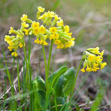 Gelbe Schlüsselblume