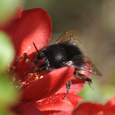 Gemeine Pelzbiene auf roter Blüte