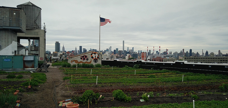 Brooklyn Grange Farm