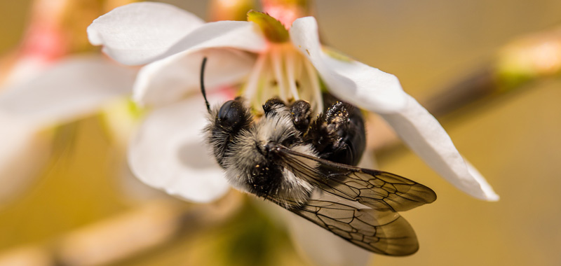 Graue Sandbiene sammelt Nektar an Blüte