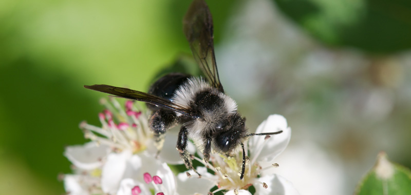 Grauschwarze Düstersandbiene auf Aroniablüte