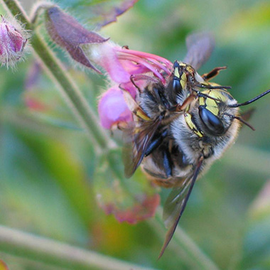 Große Wollbiene an Blüte