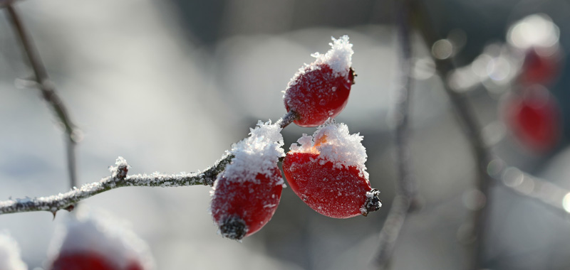 Hagebutten im Schnee