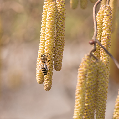 Bienen an der Haselblüte