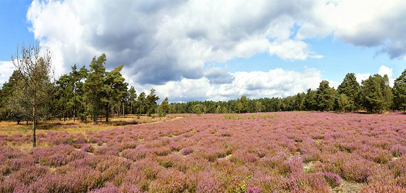 Heideschnucken in der Lüneburger Heide