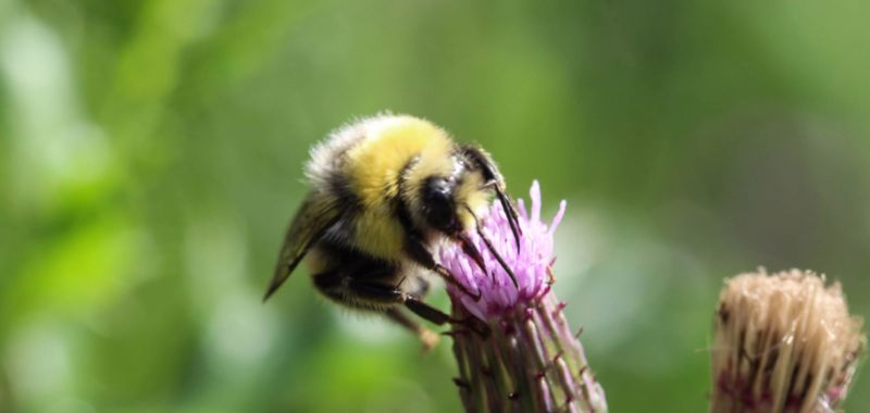 Heidehummel