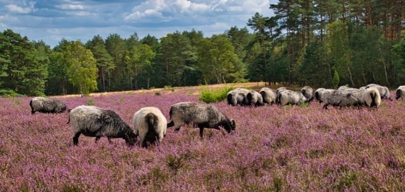 Heideschnucken in der Lüneburger Heide