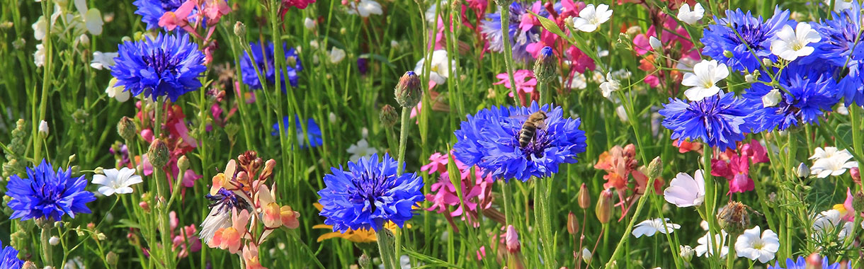 Blick auf eine heimische Blumenwiese