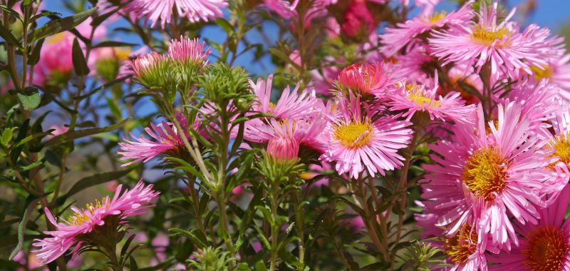 Die Blueten der Herbstaster bestehen aus vielen unscheinbaren Einzelblüten