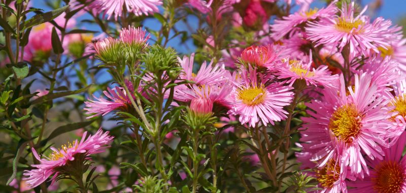 Die Blueten der Herbstaster bestehen aus vielen unscheinbaren Einzelblüten