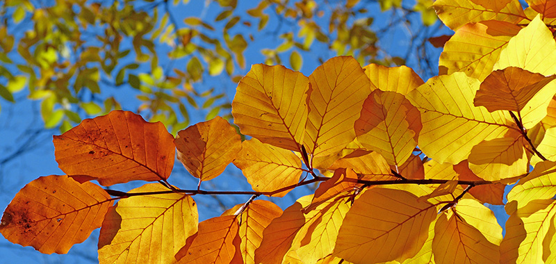 Herbstblätter