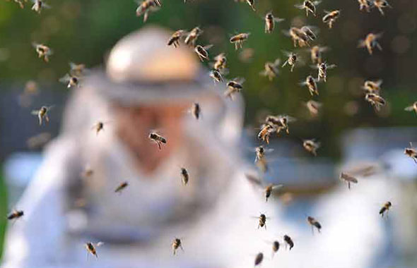 Hobbyimker bei der Arbeit mit seinen Bienen